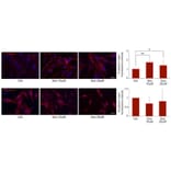 Validation Data - Anti-E Cadherin Antibody [CDH1/2208R] (A250830)