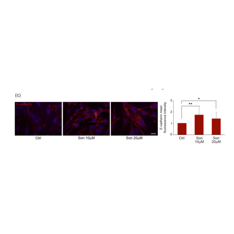 Immunofluorescence - Recombinant Anti-E Cadherin Antibody [CDH1/2208R] (A250830) - Antibodies.com