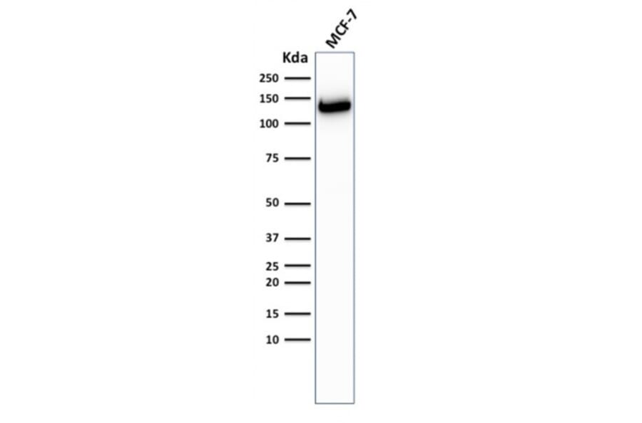 Western Blot - Anti-E Cadherin Antibody [CDH1/2208R] (A250830) - Antibodies.com