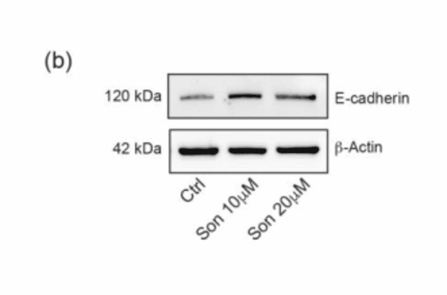 Western Blot - Recombinant Anti-E Cadherin Antibody [CDH1/2208R] (A250830) - Antibodies.com