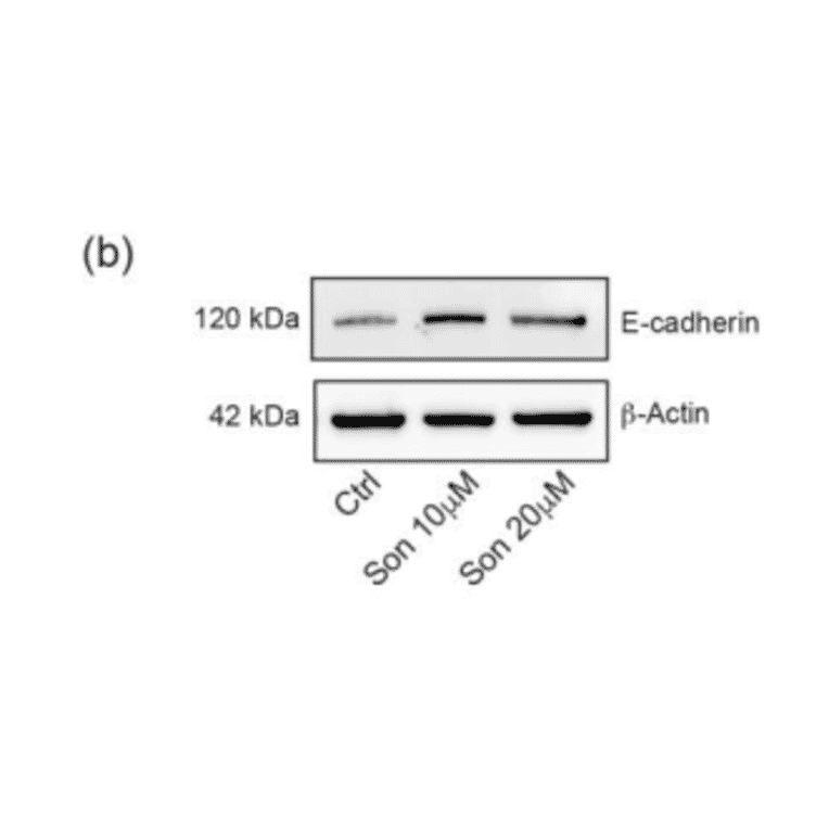 Western Blot - Recombinant Anti-E Cadherin Antibody [CDH1/2208R] (A250830) - Antibodies.com