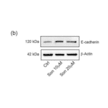 Western Blot - Recombinant Anti-E Cadherin Antibody [CDH1/2208R] (A250830) - Antibodies.com