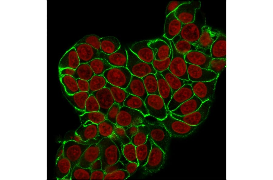 Immunofluorescence - Anti-E Cadherin Antibody [CDH1/2208R] (A250830) - Antibodies.com