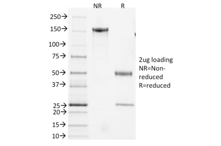 SDS-PAGE - Anti-CD3 epsilon Antibody [145-2C11] (A250830) - Antibodies.com