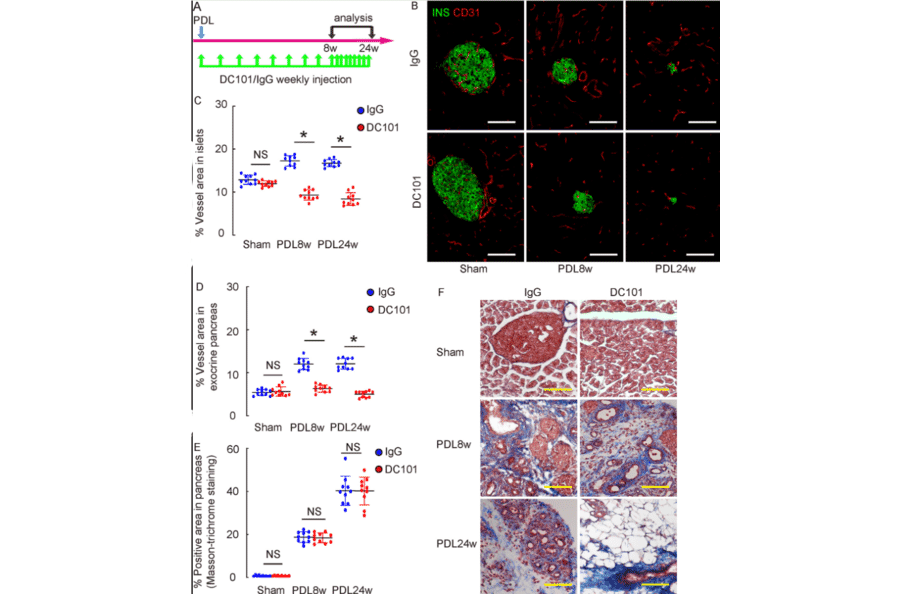 Isotype control - Anti-VEGF Receptor 2 Antibody - Antibodies.com
