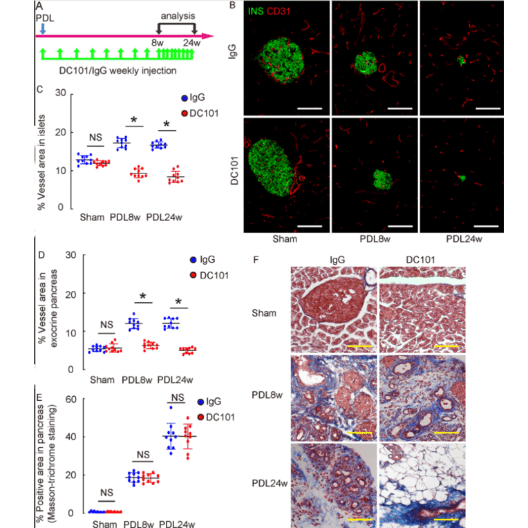 Isotype control - Anti-VEGF Receptor 2 Antibody - Antibodies.com