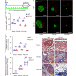 Isotype control - Anti-VEGF Receptor 2 Antibody - Antibodies.com