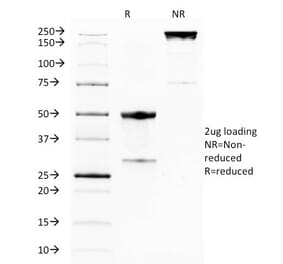 SDS-PAGE - Anti-TNFRSF18 Antibody [DTA-1] (A250835) - Antibodies.com