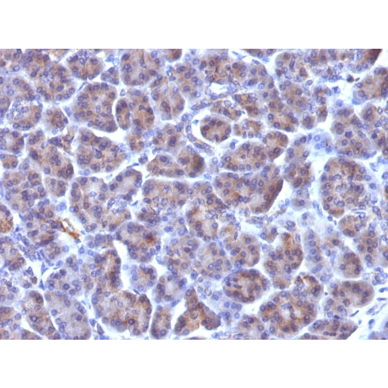 Immunohistochemistry - Anti-Golgi Complex Antibody [371-4] (A250841) - Antibodies.com