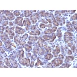 Immunohistochemistry - Anti-Golgi Complex Antibody [371-4] (A250841) - Antibodies.com