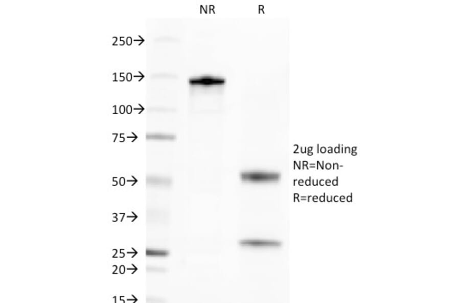 SDS-PAGE - Anti-Golgi Complex Antibody [371-4] (A250842) - Antibodies.com