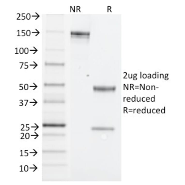 SDS-PAGE - Anti-NK1.1 Antibody [PK136] (A250852) - Antibodies.com