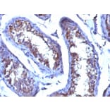 Immunohistochemistry - Anti-Testosterone Antibody [4E1G2] (A250861) - Antibodies.com