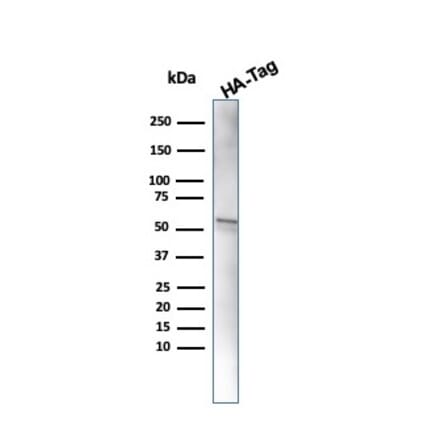 Western Blot - Anti-HA Tag Antibody [16.43] (A250862) - Antibodies.com