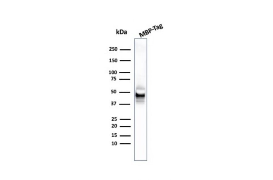 Western Blot - Anti-Maltose Binding Protein Antibody [R29.6] (A250865) - Antibodies.com