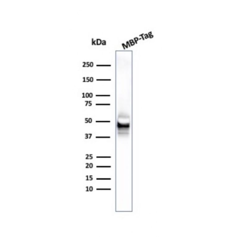 Western Blot - Anti-Maltose Binding Protein Antibody [R29.6] (A250865) - Antibodies.com