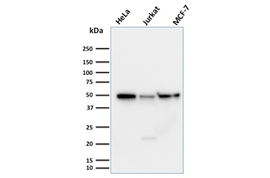 Western Blot - Anti-Cyclin A1 Antibody [XLA1-3] (A250866) - Antibodies.com
