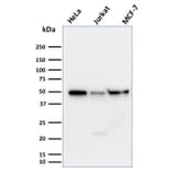 Western Blot - Anti-Cyclin A1 Antibody [XLA1-3] (A250866) - Antibodies.com