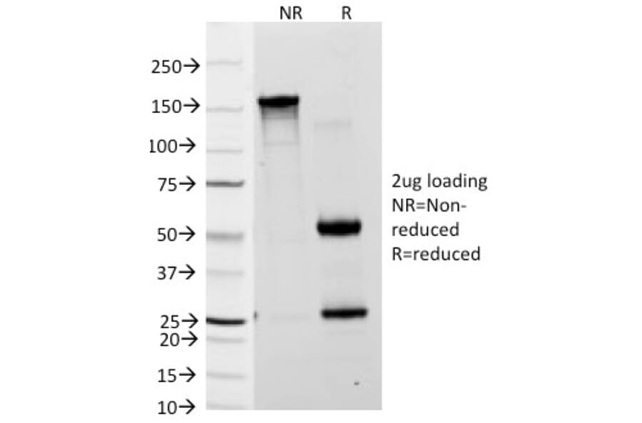 SDS-PAGE - Anti-Blood Group Lewis a Antibody [7LE] (A250869) - Antibodies.com