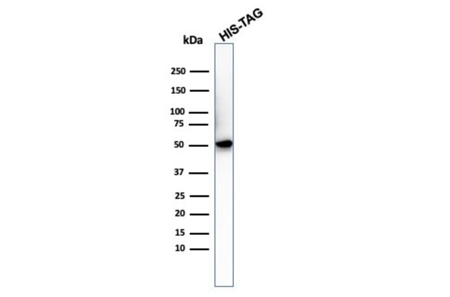 Western Blot - Anti-His Tag Antibody [6HIS/3550] (A250872) - Antibodies.com