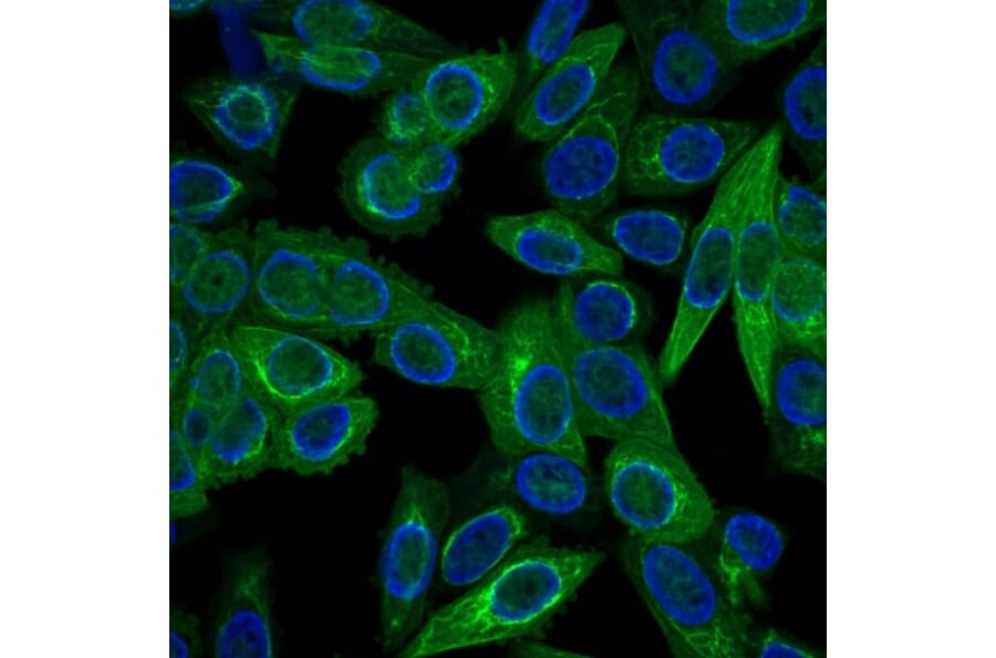 Immunofluorescence - Anti-pan Cytokeratin Antibody [C11] (A250873) - Antibodies.com