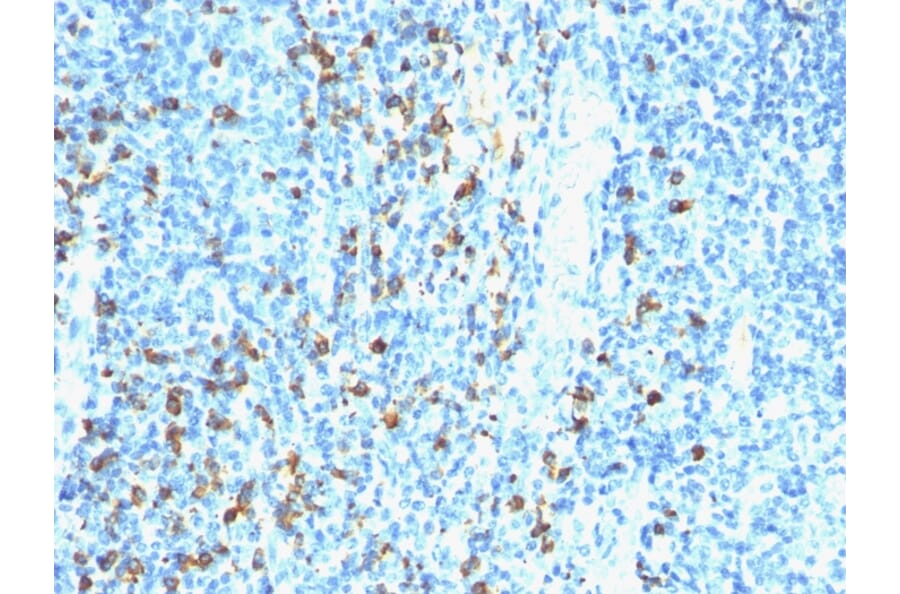 Immunohistochemistry - Anti-Biotin Antibody [Hyb-8] (A250875) - Antibodies.com
