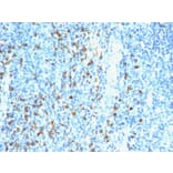 Immunohistochemistry - Anti-Biotin Antibody [Hyb-8] (A250875) - Antibodies.com