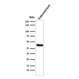 Western Blot - Anti-Muscle Actin Antibody [HHF35] (A250877) - Antibodies.com