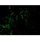 Immunohistochemistry - Anti-BrdU Antibody [BRD469] (A250878) - Antibodies.com