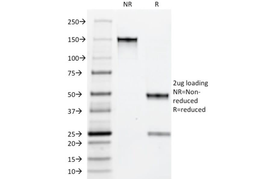 SDS-PAGE - Anti-Macrophage + Granulocyte Antibody [BM-1] (A250885) - Antibodies.com