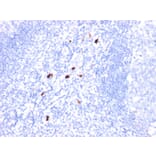 Immunohistochemistry - Anti-Macrophage + Granulocyte Antibody [BM-1] (A250884) - Antibodies.com