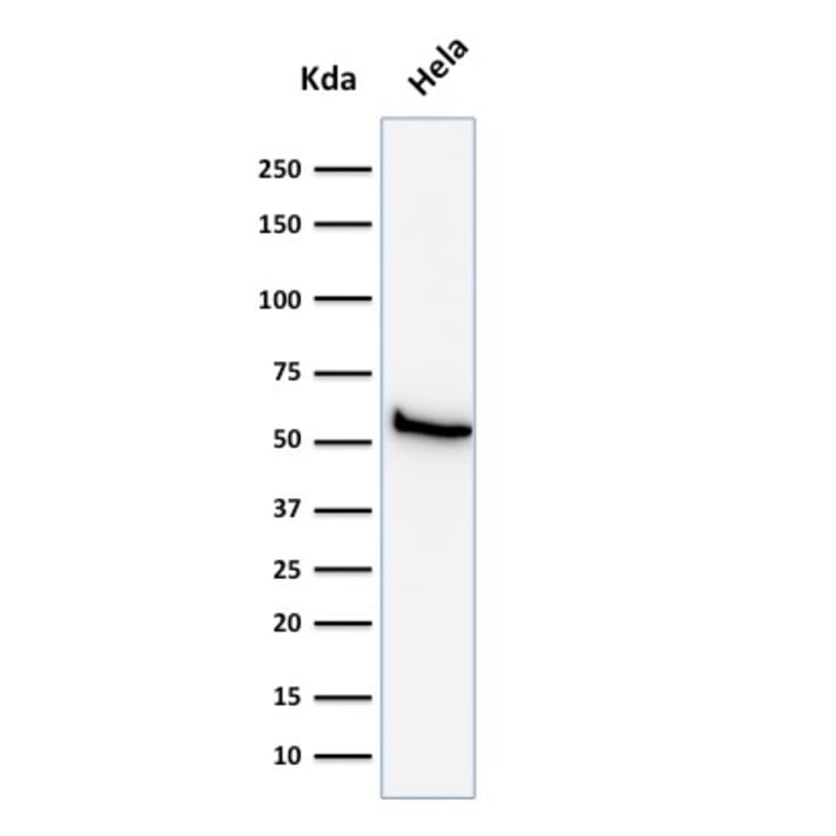 Western Blot - Anti-Mitochondria Antibody [113-1] (A250891) - Antibodies.com