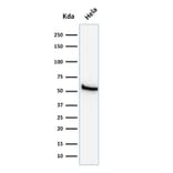 Western Blot - Anti-Mitochondria Antibody [113-1] (A250891) - Antibodies.com