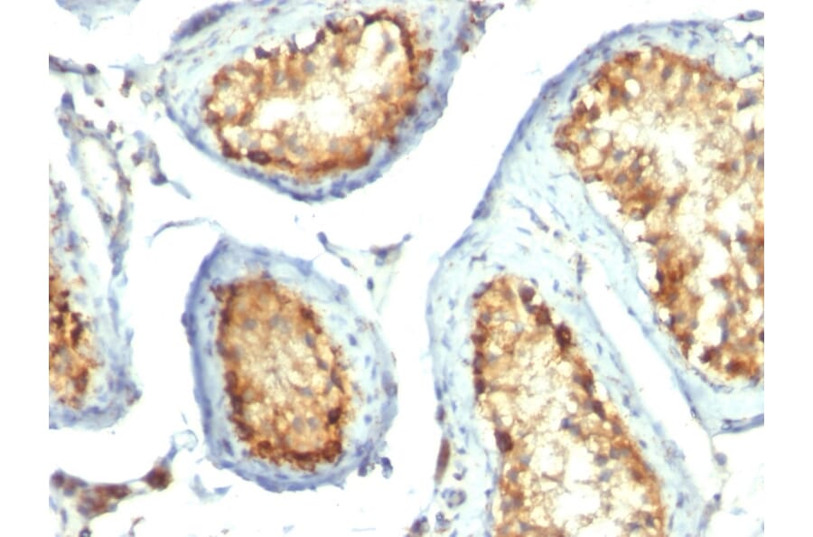 Immunohistochemistry - Anti-Mitochondria Antibody [113-1] (A250891) - Antibodies.com