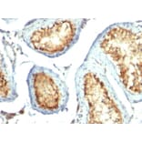 Immunohistochemistry - Anti-Mitochondria Antibody [113-1] (A250891) - Antibodies.com
