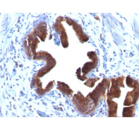 Immunohistochemistry - Anti-Golgi Complex Antibody [SPM581] (A250898) - Antibodies.com