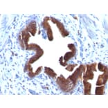 Immunohistochemistry - Anti-Golgi Complex Antibody [SPM581] (A250898) - Antibodies.com