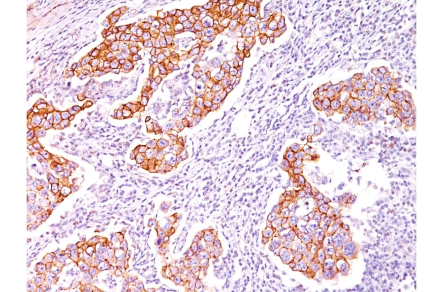 Immunohistochemistry - Anti-Phosphotyrosine Antibody [SPM102] (A250899) - Antibodies.com