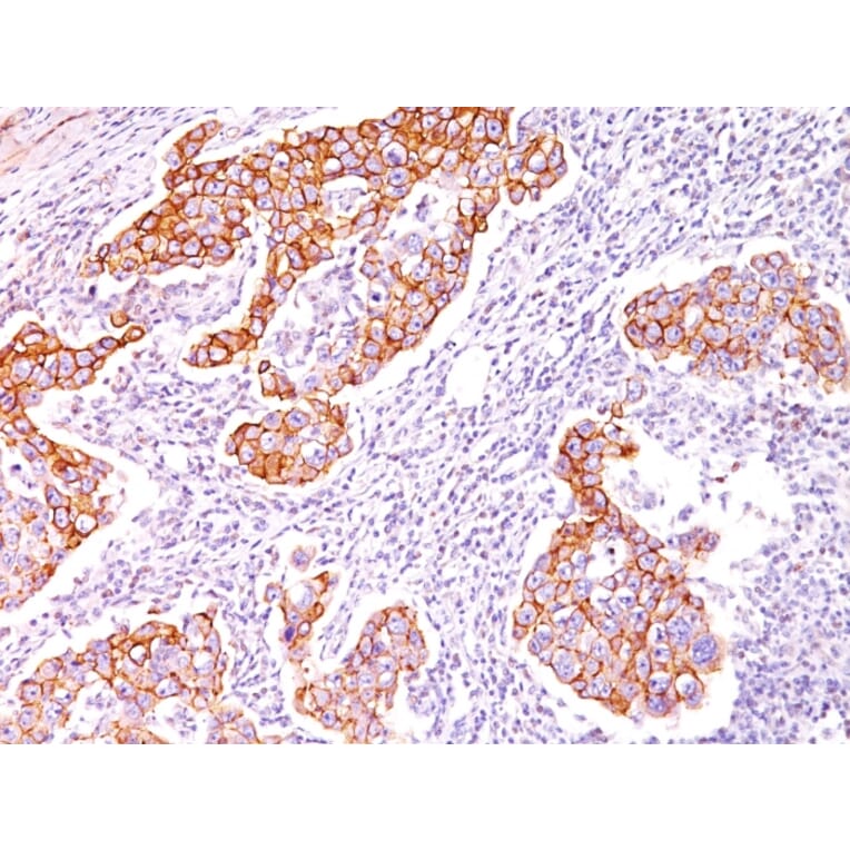 Immunohistochemistry - Anti-Phosphotyrosine Antibody [SPM102] (A250899) - Antibodies.com