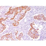 Immunohistochemistry - Anti-Phosphotyrosine Antibody [SPM102] (A250899) - Antibodies.com