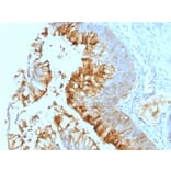 Immunohistochemistry - Anti-Blood Group Lewis a Antibody [SPM279] (A250901) - Antibodies.com