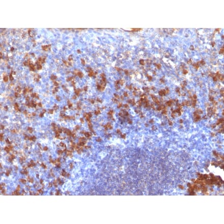 Immunohistochemistry - Anti-Biotin Antibody [SPM375] (A250903) - Antibodies.com