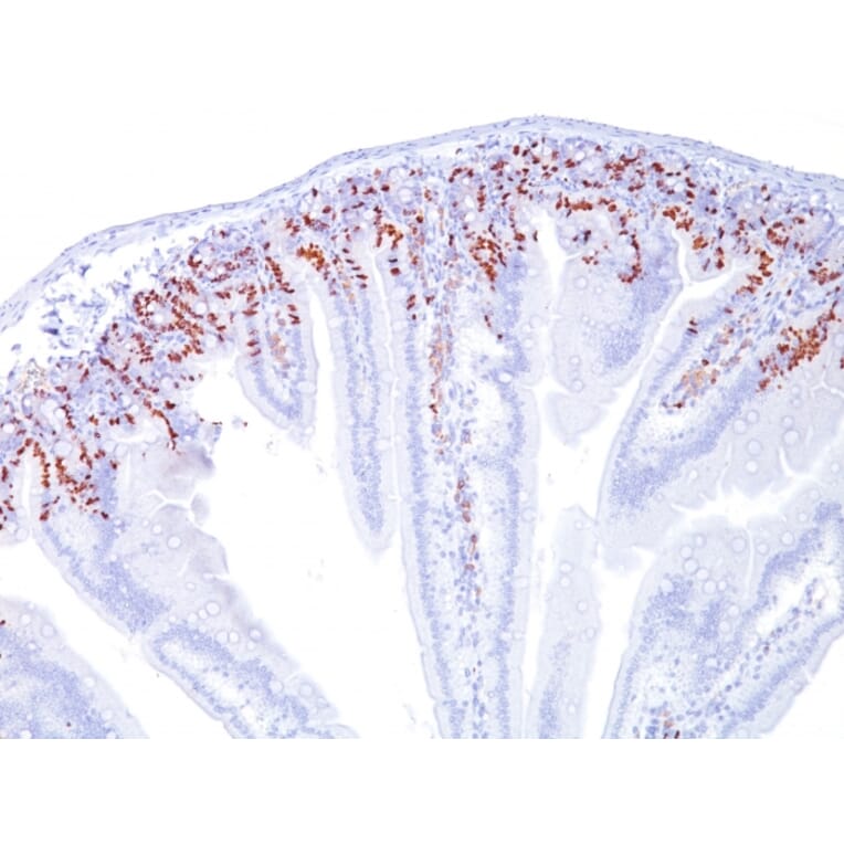 Immunohistochemistry - Anti-BrdU Antibody [SPM166] (A250905) - Antibodies.com