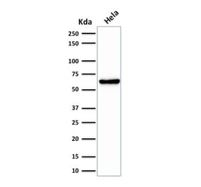 Western Blot - Anti-Mitochondria Antibody [SPM198] (A250911) - Antibodies.com