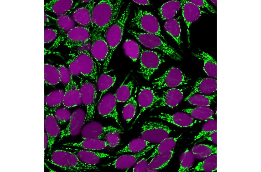 Immunofluorescence - Anti-Mitochondria Antibody [SPM198] (A250910) - Antibodies.com