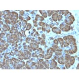 Immunohistochemistry - Anti-Mitochondria Antibody [SPM198] (A250911) - Antibodies.com