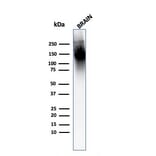 Western Blot - Anti-Neurofilament Heavy Polypeptide Antibody [2F11] (A250923) - Antibodies.com