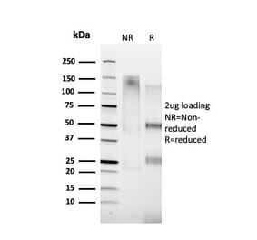 SDS-PAGE - Anti-Cyclin A1 Antibody [XLA1-1] (A250928) - Antibodies.com