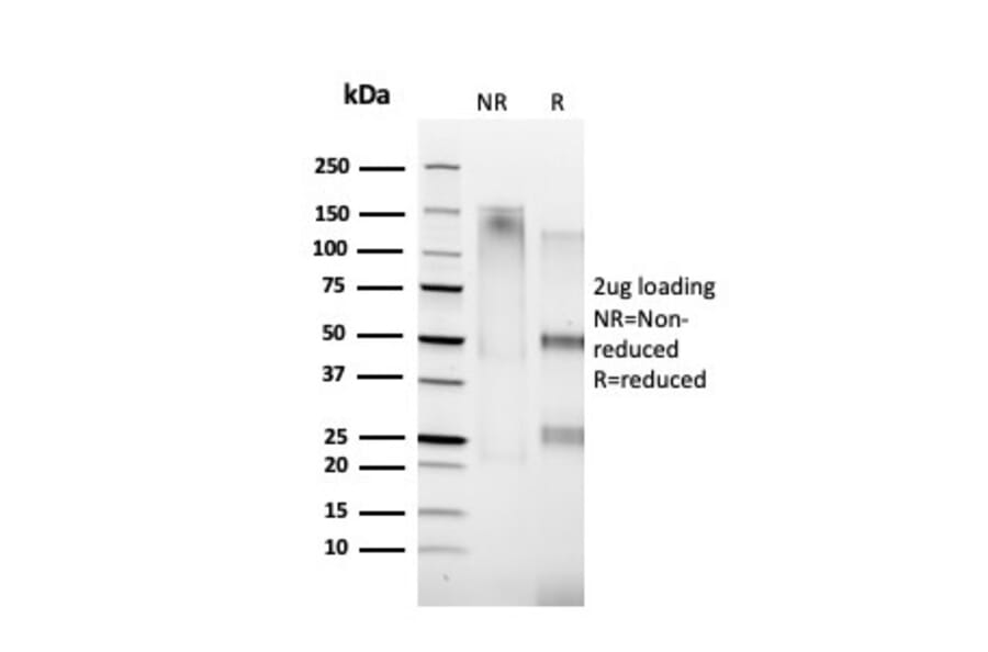 SDS-PAGE - Anti-Cyclin A1 Antibody [XLA1-1] (A250928) - Antibodies.com