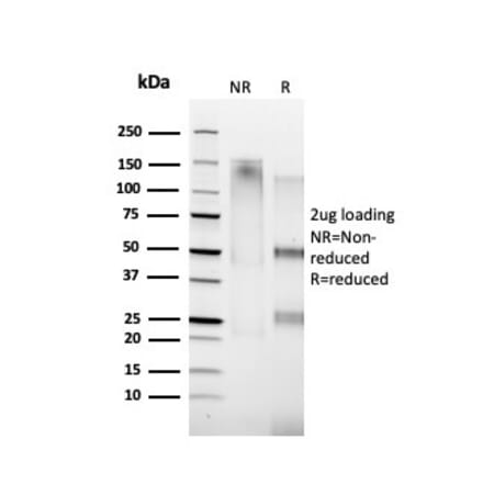 SDS-PAGE - Anti-Cyclin A1 Antibody [XLA1-1] (A250928) - Antibodies.com